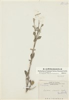 藏品(高山碎米薺)的圖片